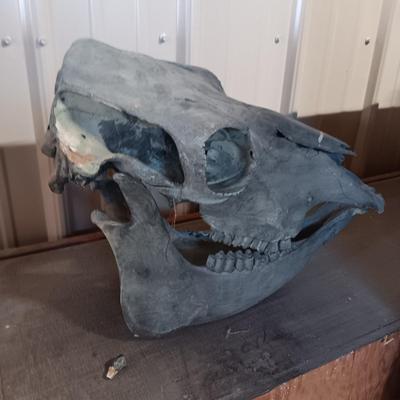 STEER? SKULL