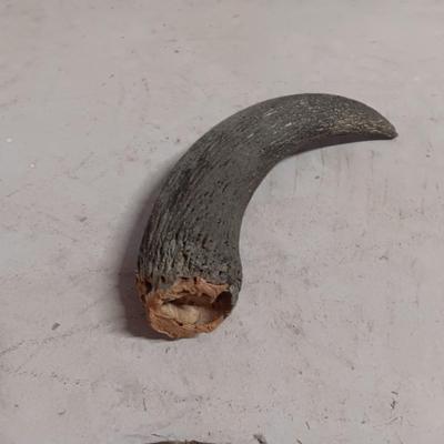 STEER? SKULL