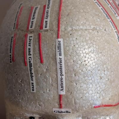 Vintage Chinese Acupuncture Model & Human Head Form
