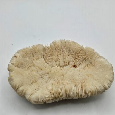 LOT 11X: Mushroom Coral, Raw Amethyst, Smoky Quartz, Amazonite, Agate Geodes, Quartz Crystals, Pyrite Gold, and Various Other Rocks