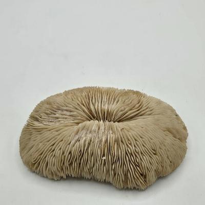 LOT 11X: Mushroom Coral, Raw Amethyst, Smoky Quartz, Amazonite, Agate Geodes, Quartz Crystals, Pyrite Gold, and Various Other Rocks