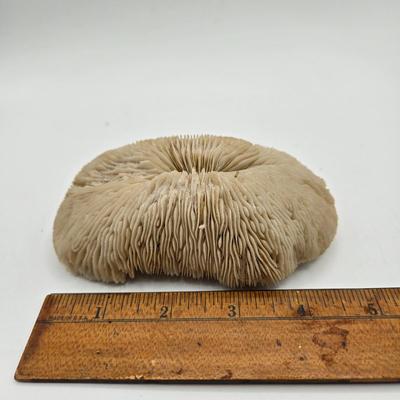 LOT 11X: Mushroom Coral, Raw Amethyst, Smoky Quartz, Amazonite, Agate Geodes, Quartz Crystals, Pyrite Gold, and Various Other Rocks