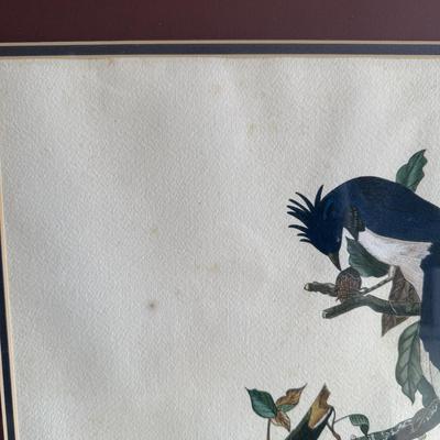 Framed Artwork Pair, Columbia Jay by J. Stinson Vaught