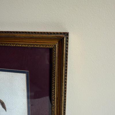 Framed Artwork Pair, Columbia Jay by J. Stinson Vaught