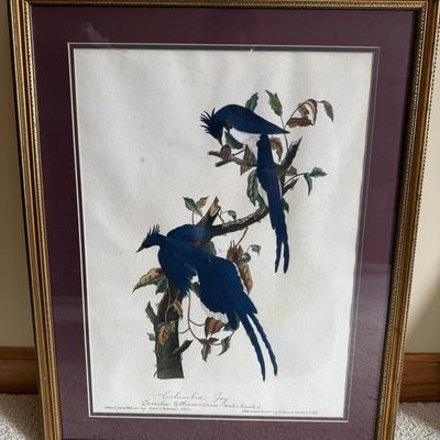 Framed Artwork Pair, Columbia Jay by J. Stinson Vaught