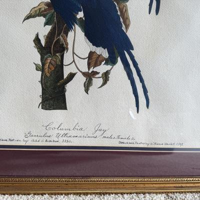 Framed Artwork Pair, Columbia Jay by J. Stinson Vaught