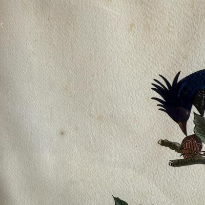 Framed Artwork Pair, Columbia Jay by J. Stinson Vaught