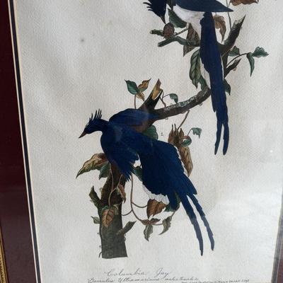 Framed Artwork Pair, Columbia Jay by J. Stinson Vaught