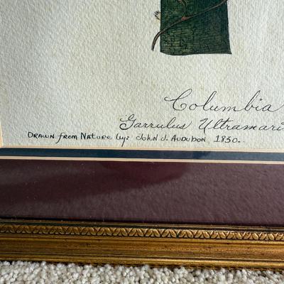 Framed Artwork Pair, Columbia Jay by J. Stinson Vaught