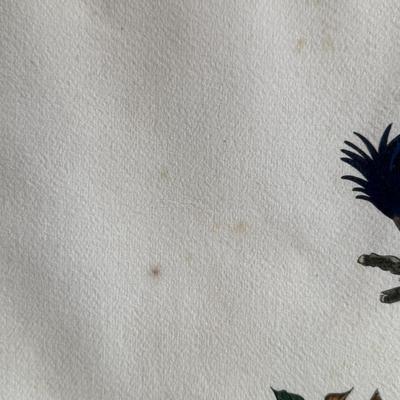 Framed Artwork Pair, Columbia Jay by J. Stinson Vaught