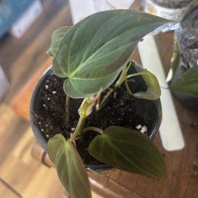 Philodendron Micans live plant