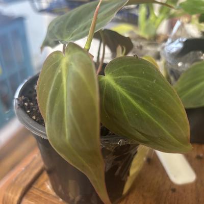 Philodendron Micans live plant