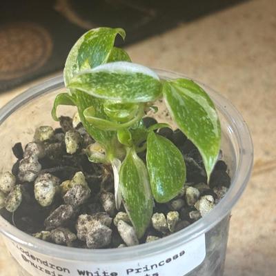 White Princess Philodendron