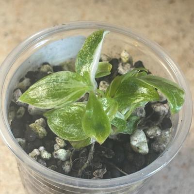 White Princess Philodendron