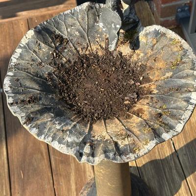 Bird Bath