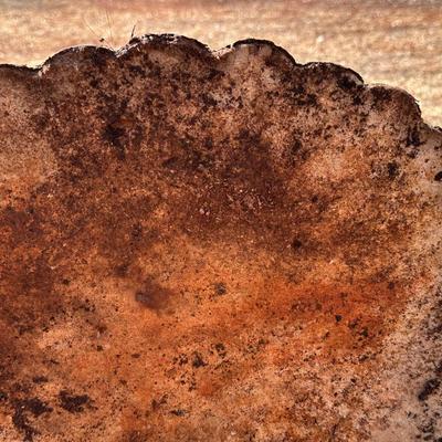 Two Large Shell Stepping Stones, Heavy