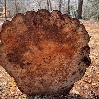 Two Large Shell Stepping Stones, Heavy