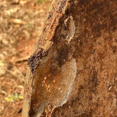 Two Large Shell Stepping Stones, Heavy