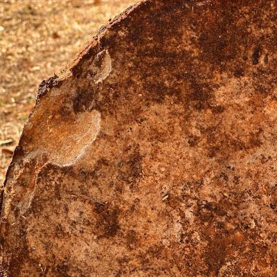 Two Large Shell Stepping Stones, Heavy