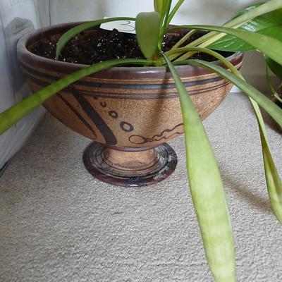 Live houseplant in Beautiful clay pot