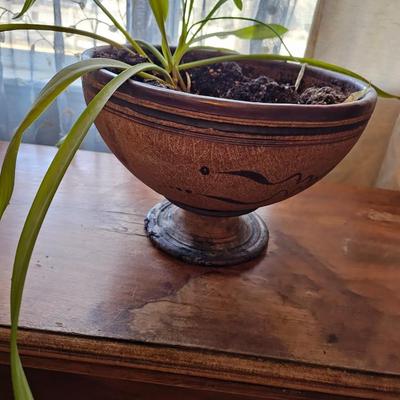 Live houseplant in Beautiful clay pot