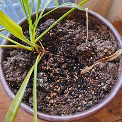 Live houseplant in Beautiful clay pot