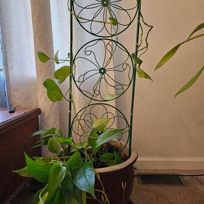 Live plant! Nice Pathos plant with beautiful clay pot and trellis