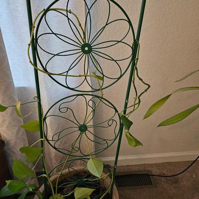 Live plant! Nice Pathos plant with beautiful clay pot and trellis