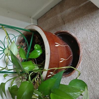 Live plant! Nice Pathos plant with beautiful clay pot and trellis