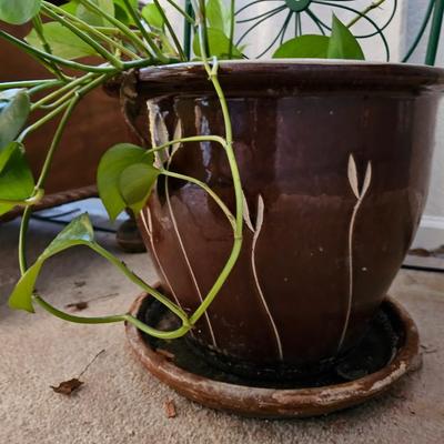 Live plant! Nice Pathos plant with beautiful clay pot and trellis
