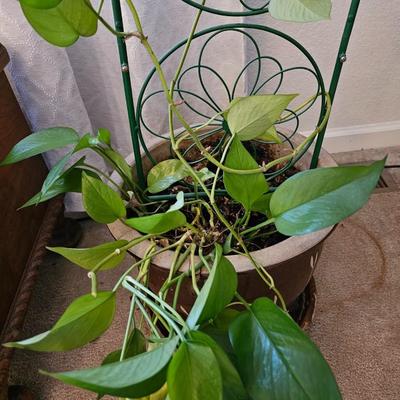 Live plant! Nice Pathos plant with beautiful clay pot and trellis