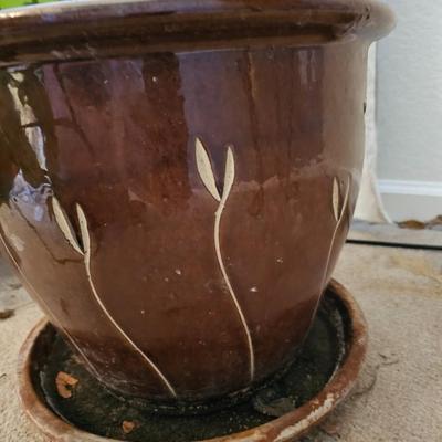 Live plant! Nice Pathos plant with beautiful clay pot and trellis
