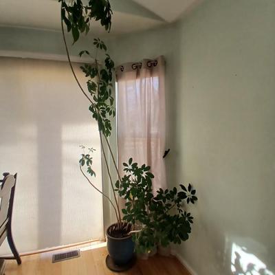 84" tall FLOWERING Schafflera LIVE PLANT! in nice clay pot!