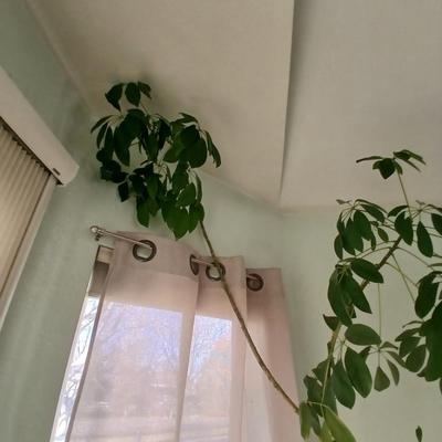 84" tall FLOWERING Schafflera LIVE PLANT! in nice clay pot!