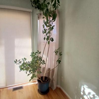 84" tall FLOWERING Schafflera LIVE PLANT! in nice clay pot!