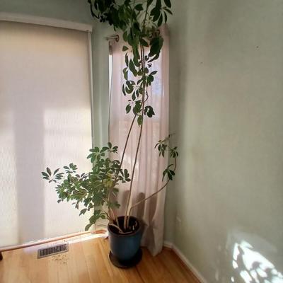 84" tall FLOWERING Schafflera LIVE PLANT! in nice clay pot!