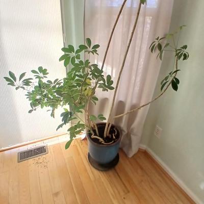 84" tall FLOWERING Schafflera LIVE PLANT! in nice clay pot!