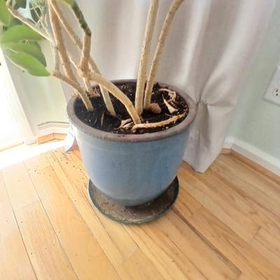 84" tall FLOWERING Schafflera LIVE PLANT! in nice clay pot!