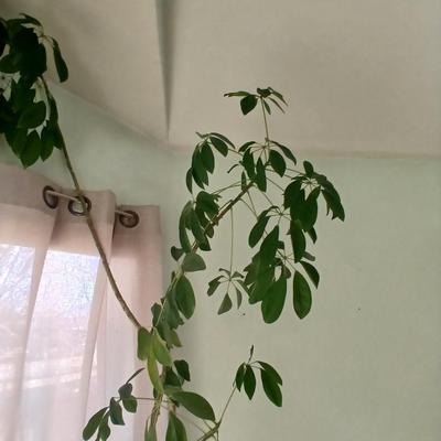 84" tall FLOWERING Schafflera LIVE PLANT! in nice clay pot!