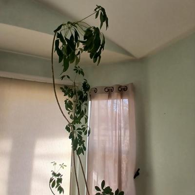 84" tall FLOWERING Schafflera LIVE PLANT! in nice clay pot!