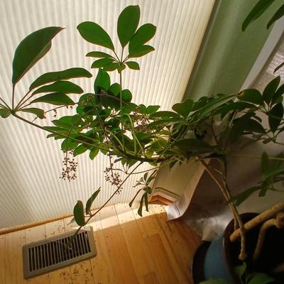 84" tall FLOWERING Schafflera LIVE PLANT! in nice clay pot!
