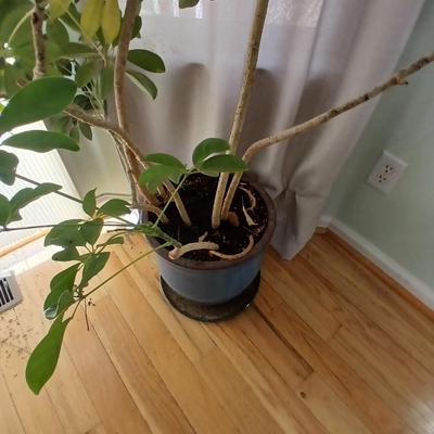 84" tall FLOWERING Schafflera LIVE PLANT! in nice clay pot!