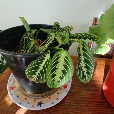 Two live houseplants! Geranium of unknown color and a Maranta leuconeura Prayer plant