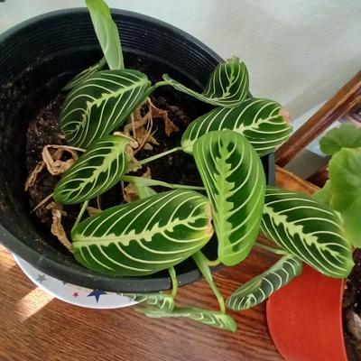 Two live houseplants! Geranium of unknown color and a Maranta leuconeura Prayer plant