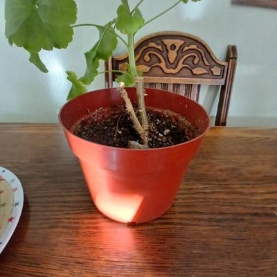 Two live houseplants! Geranium of unknown color and a Maranta leuconeura Prayer plant