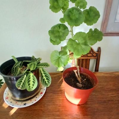 Two live houseplants! Geranium of unknown color and a Maranta leuconeura Prayer plant