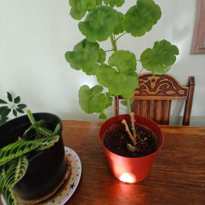 Two live houseplants! Geranium of unknown color and a Maranta leuconeura Prayer plant