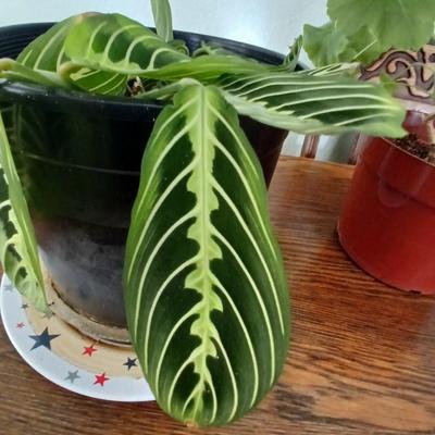 Two live houseplants! Geranium of unknown color and a Maranta leuconeura Prayer plant