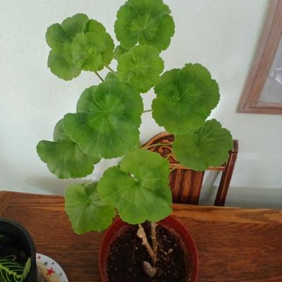 Two live houseplants! Geranium of unknown color and a Maranta leuconeura Prayer plant