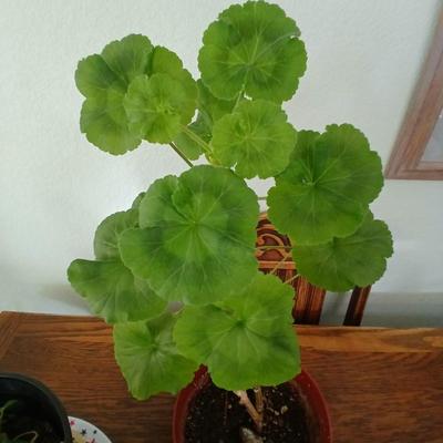Two live houseplants! Geranium of unknown color and a Maranta leuconeura Prayer plant